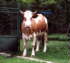Belusa, the cow
