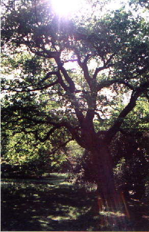Richmond Park: sunlight filtering through a tree