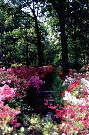 Richmond Park: flowers in bloom